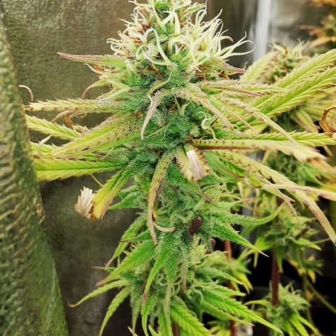 Sweetmix 3 (unbekannte Sorte) growlog timeline photo