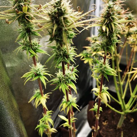 Sweetmix 3 (unbekannte Sorte) growlog timeline photo