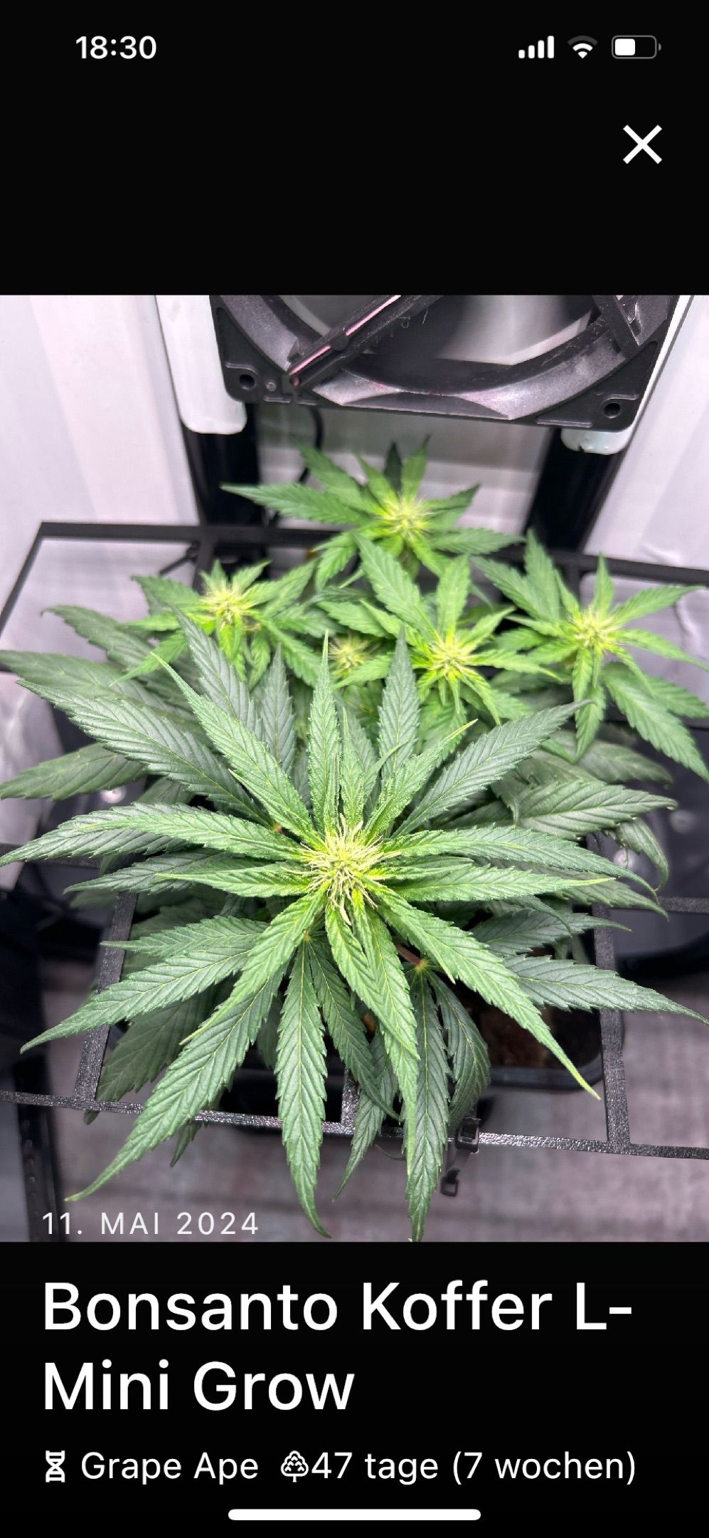 Bonsanto Koffer L-Mini Grow growlog header