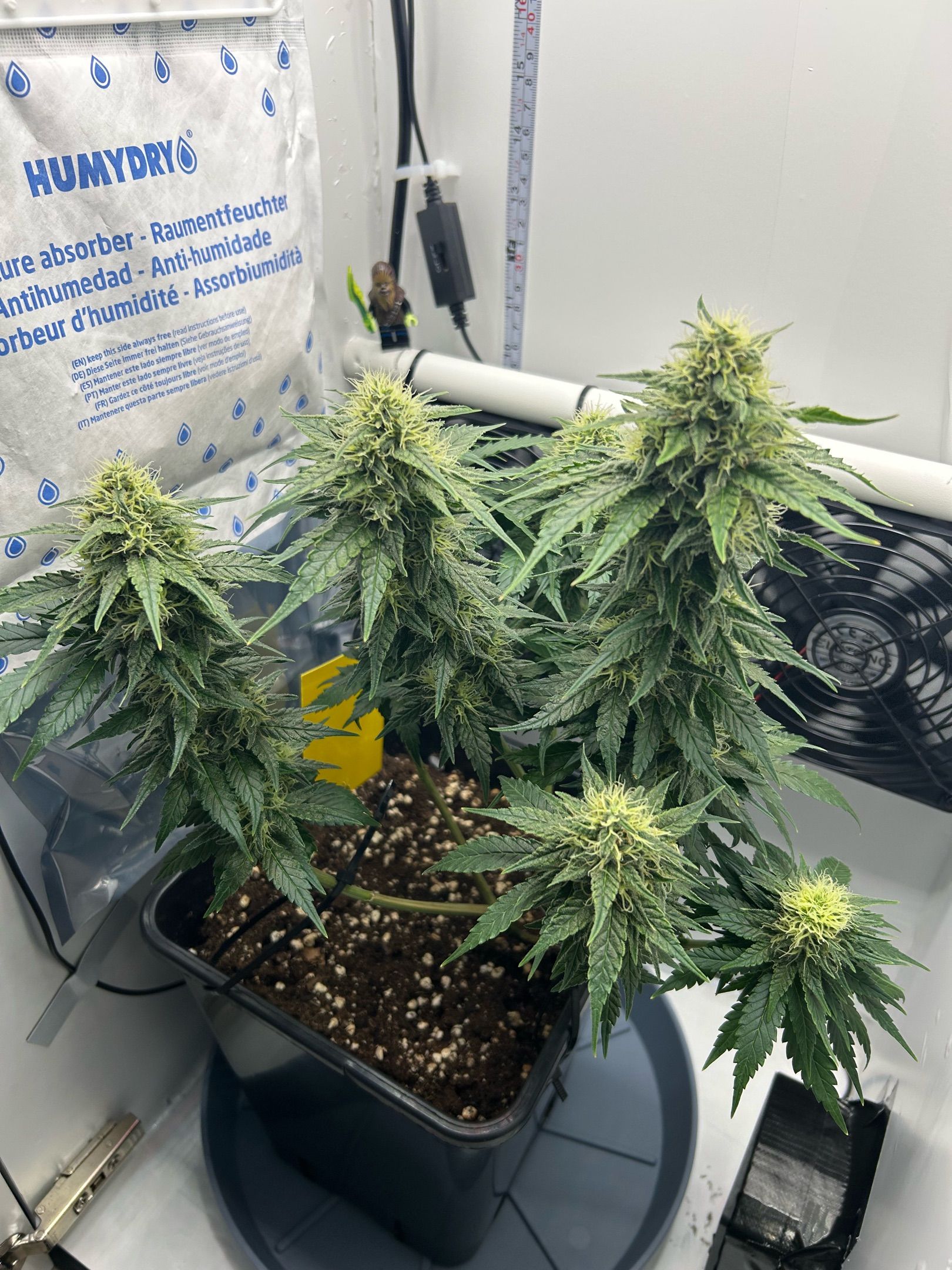 DIY Mini Grow Box Special Queen growlog header