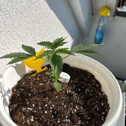 Quick One Auto growlog in Home Grow