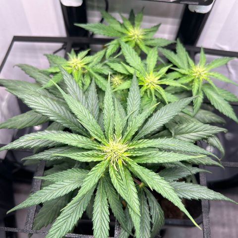 Bonsanto Koffer L-Mini Grow growlog in Home Grow