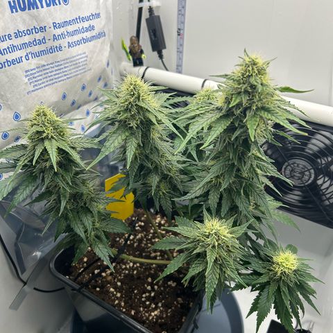 DIY Mini Grow Box Special Queen growlog in Home Grow