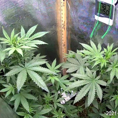 Grand Daddy Purp growlog timeline photo