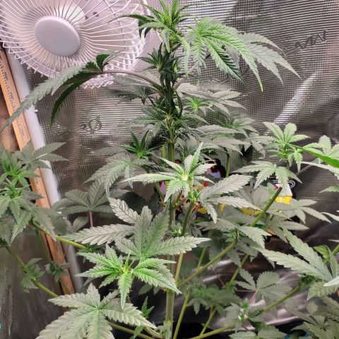 Pineapple Express growlog timeline photo