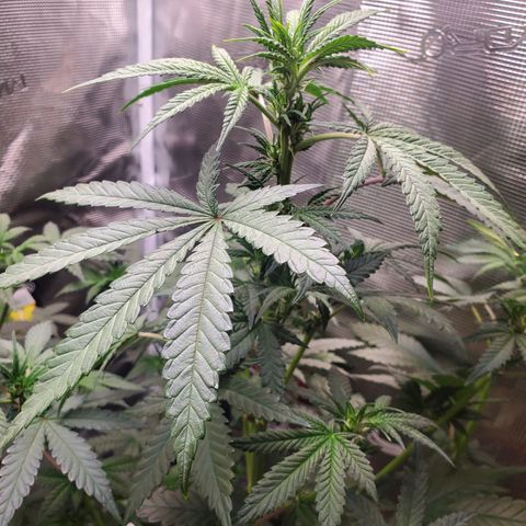 Pineapple Express growlog timeline photo