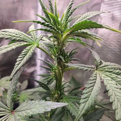 Grand Daddy Purp growlog timeline photo
