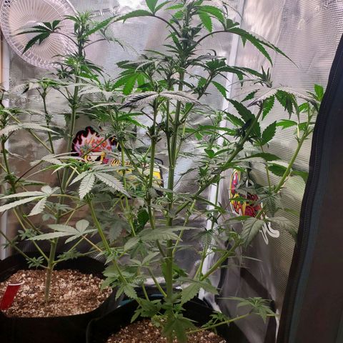 Grand Daddy Purp growlog timeline photo