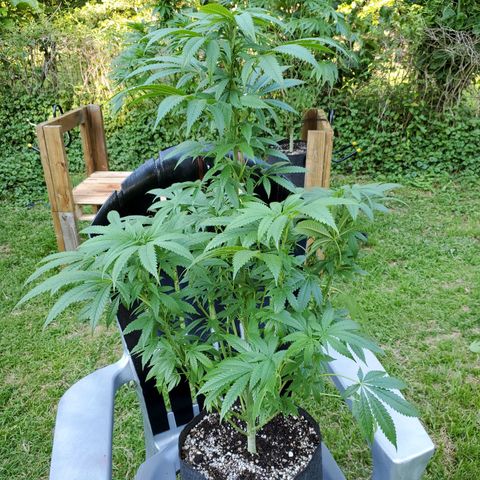 Cindy  growlog timeline photo