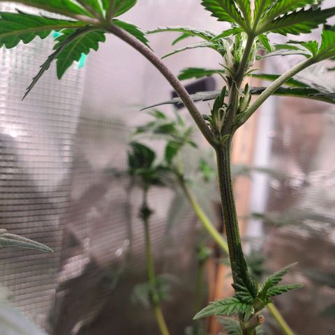 Pineapple Express growlog timeline photo