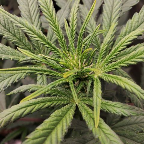Grand Daddy Purp growlog timeline photo