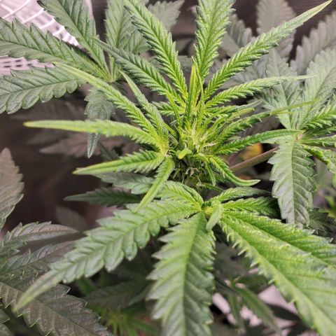 Pineapple Express growlog timeline photo