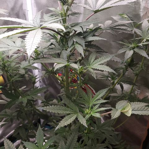 Grand Daddy Purp growlog timeline photo