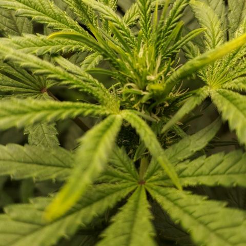 Grand Daddy Purp growlog timeline photo