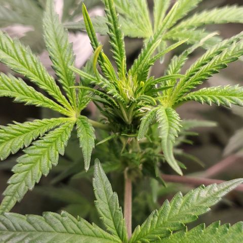 Pineapple Express growlog timeline photo