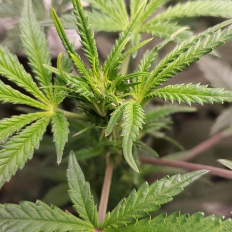 Pineapple Express growlog timeline photo