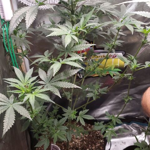 Pineapple Express growlog timeline photo