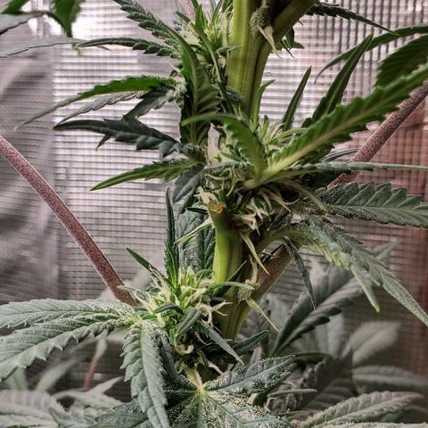 Grand Daddy Purp growlog timeline photo