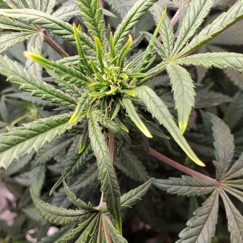 Grand Daddy Purp growlog timeline photo