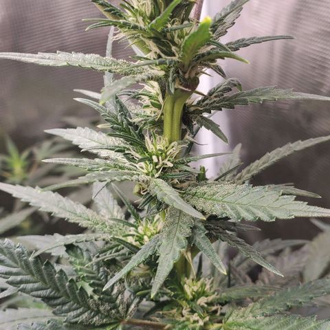 Grand Daddy Purp growlog timeline photo