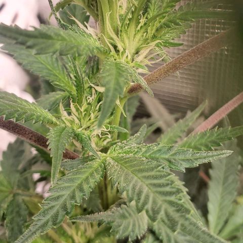 Pineapple Express growlog timeline photo