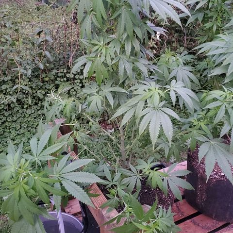 Cindy  growlog photo: Cindy has a lot of under growth that's just not keeping up. tied down the branches for some low stress training