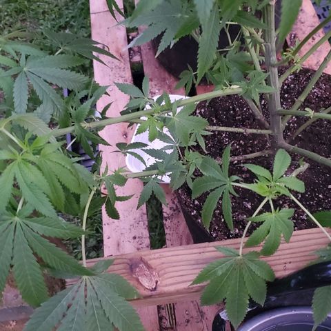 Cindy  growlog photo: Cindy has a lot of under growth that's just not keeping up. tied down the branches for some low stress training