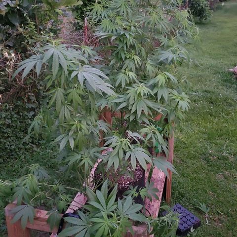 Cindy  growlog photo: Dusk is my fav time to garden. you see all those glorious tops stand out