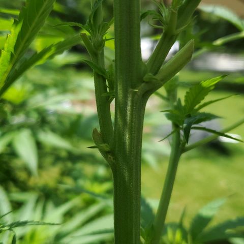 Cindy  growlog photo: pre flower?