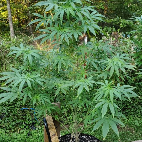 Cindy  growlog timeline photo