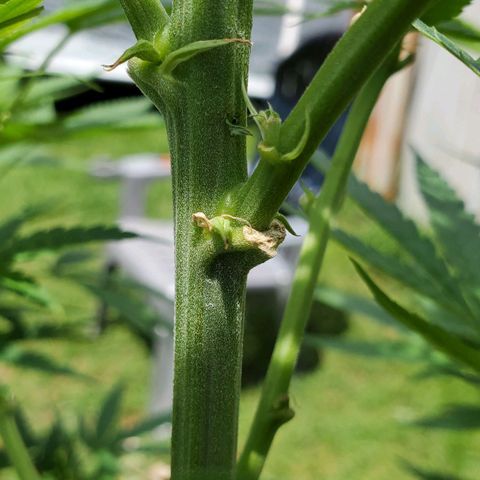 Cindy  growlog timeline photo