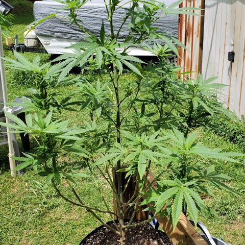 Cindy  growlog timeline photo