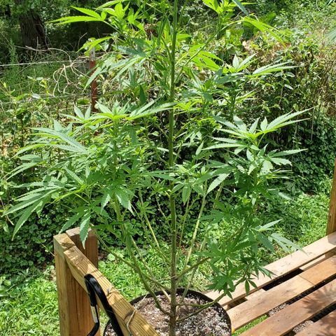 Cindy  growlog timeline photo