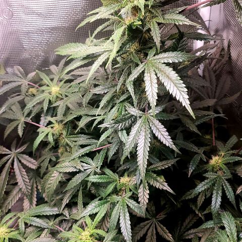 Grand Daddy Purp growlog timeline photo