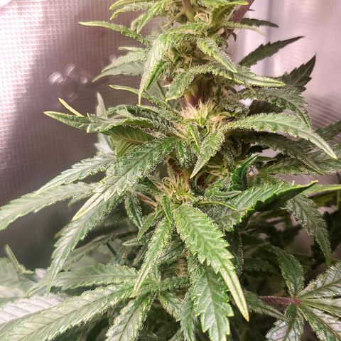 Grand Daddy Purp growlog timeline photo