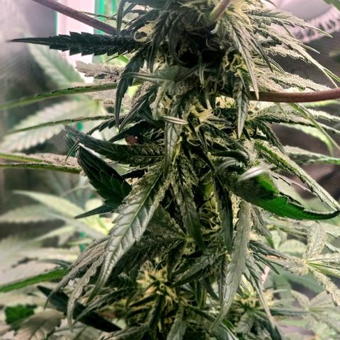 Pineapple Express growlog timeline photo