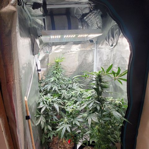Grand Daddy Purp growlog timeline photo