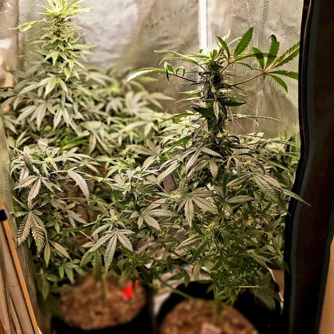 Grand Daddy Purp growlog timeline photo