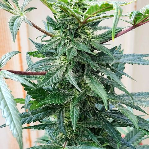 Pineapple Express growlog timeline photo
