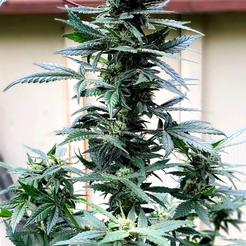 Pineapple Express growlog timeline photo