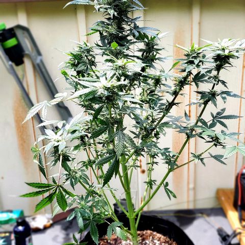Pineapple Express growlog timeline photo