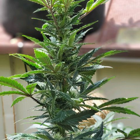 Grand Daddy Purp growlog timeline photo