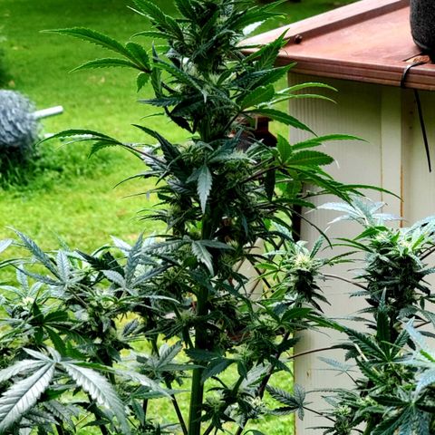 Grand Daddy Purp growlog timeline photo