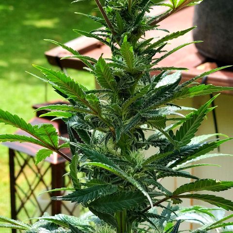 Grand Daddy Purp growlog timeline photo