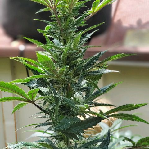 Grand Daddy Purp growlog timeline photo