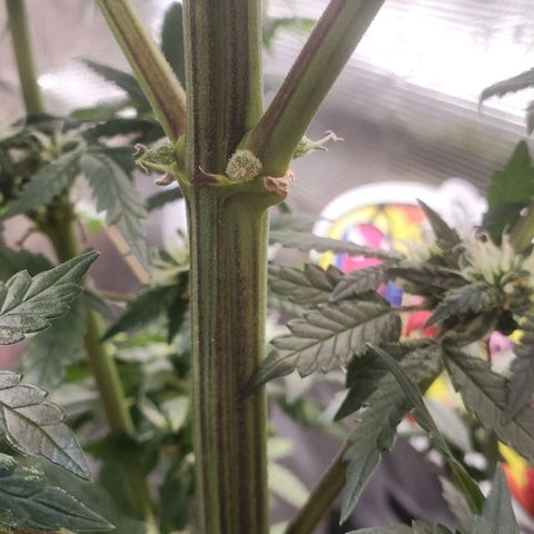 Pineapple Express growlog photo: oh my cola!