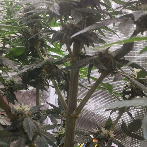 Pineapple Express growlog photo: oh my cola!