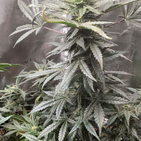 Pineapple Express growlog photo: oh my cola!