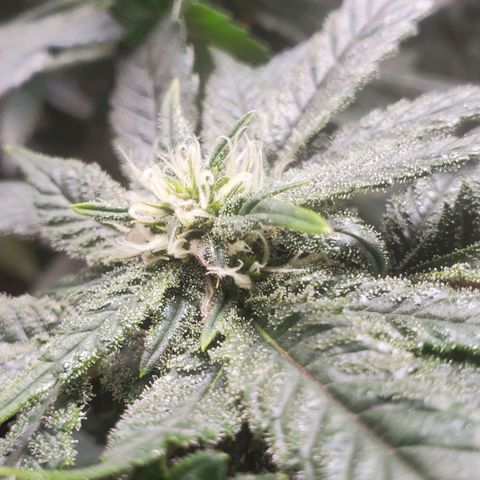 Pineapple Express growlog photo: oh my cola!