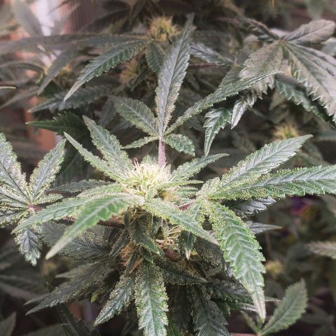 Grand Daddy Purp growlog timeline photo
